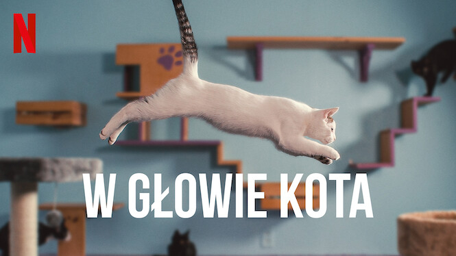 W głowie kota